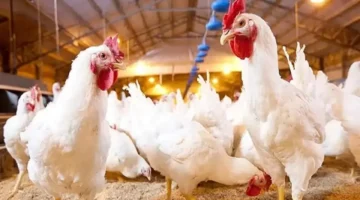 100 جنيه للكيلو.. قرار حكومي بخفض أسعار الدواجن المجمدة في المجمعات الاستهلاكية